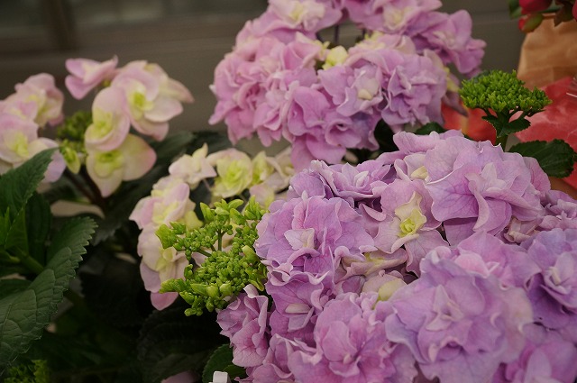 母の日の花贈り