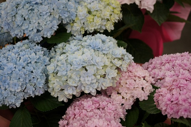母の日の花贈り