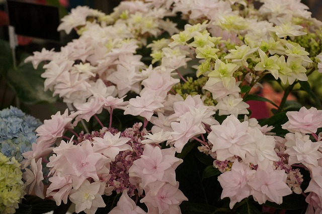 母の日の花贈り